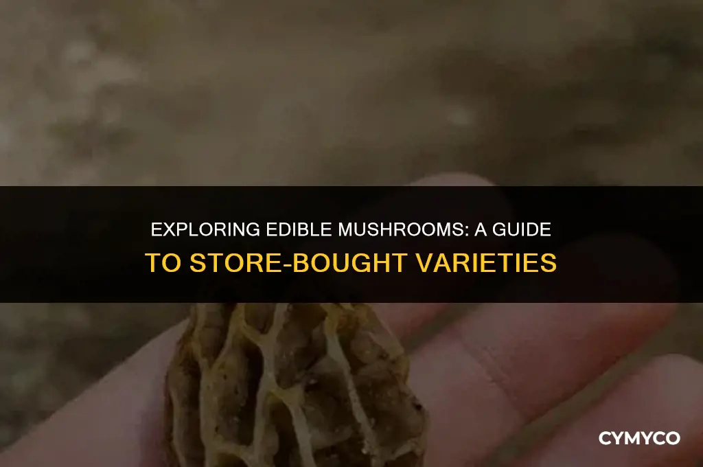 what mushrooms cna you buy in store