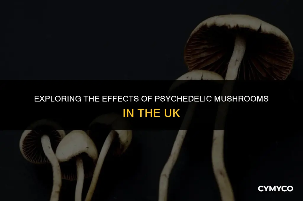 what mushrooms get you high uk