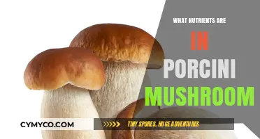 Exploring the Nutritional Riches of Porcini Mushrooms
