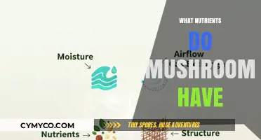 Unlocking Nature's Bounty: A Guide to Mushroom Nutrients