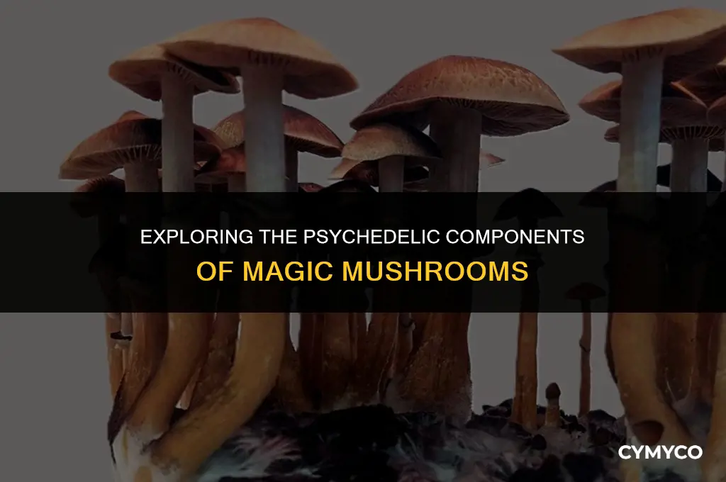 what part of magic mushrooms get you high