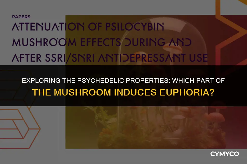 what part of mushroom gets you high