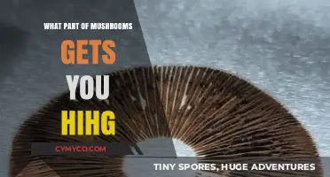 Exploring the Psychedelic Potential: Which Mushroom Parts Induce Euphoria?
