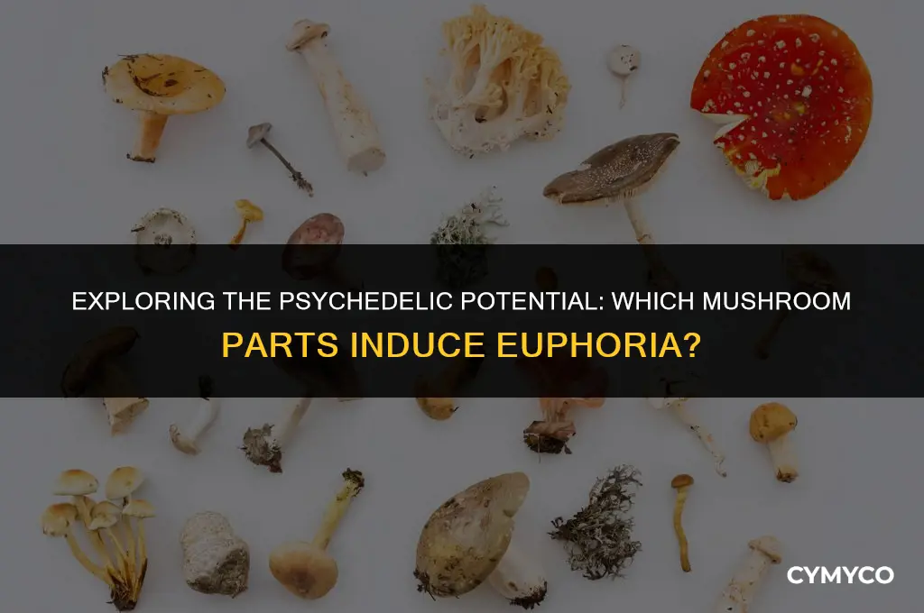 what part of mushrooms gets you hihg