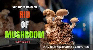 Effective Ratio Adjustments to Eliminate Mushrooms in Your Garden