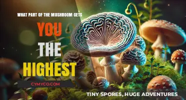 Exploring the Potent Parts of Mushrooms: A Comprehensive Guide