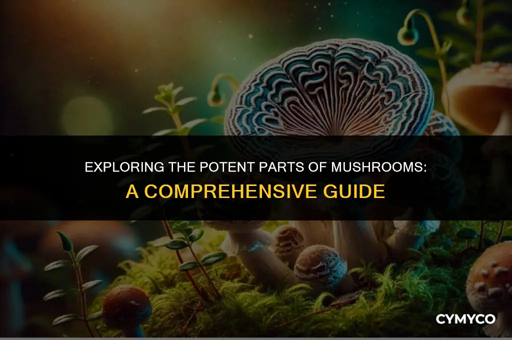 what part of the mushroom gets you the highest