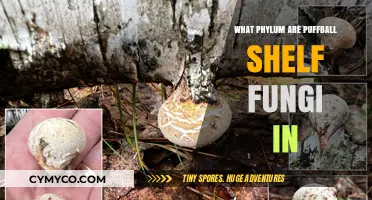 Exploring the Taxonomic Home of Puffball Shelf Fungi: A Phylum Unveiled