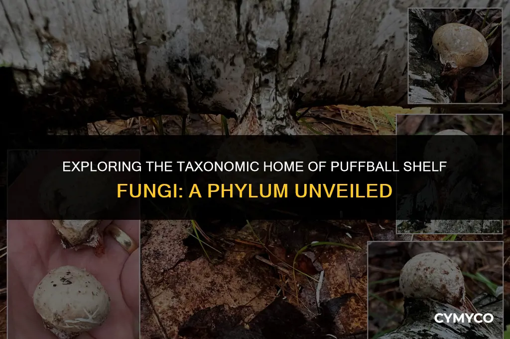 what phylum are puffball shelf fungi in