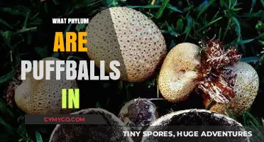 Exploring the Fascinating World of Puffballs: A Phylum Mystery