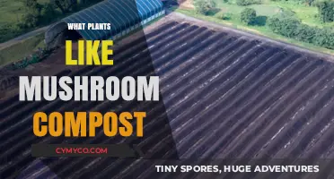 Mushroom Compost Benefits: Ideal Plants That Thrive in Fungal-Rich Soil