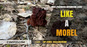 False Morel Alert: Poisonous Look-Alikes to Avoid in the Wild