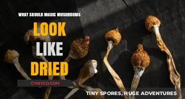 Dried Magic Mushrooms: Identifying Authentic Appearance and Quality