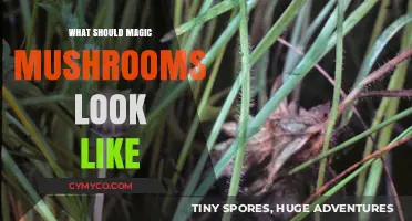 Identifying Magic Mushrooms: Visual Guide to Their Appearance and Characteristics