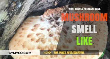 Unveiling the Aromatic Secrets of Fresh Pheasant Back Mushrooms