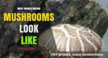 Identifying Perfect Shiitake Mushrooms: Color, Texture, and Shape Guide