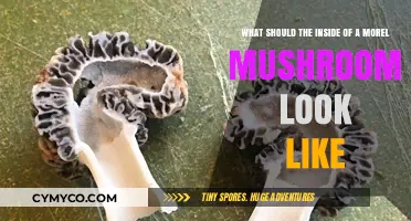 Identifying Morel Mushrooms: What the Inside Should Look Like