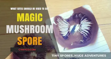 Exploring the Best Sources for Magic Mushroom Spores Online