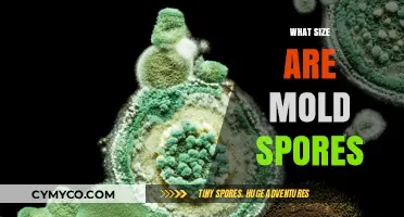 Unveiling the Microscopic World: The Size of Mold Spores Explained
