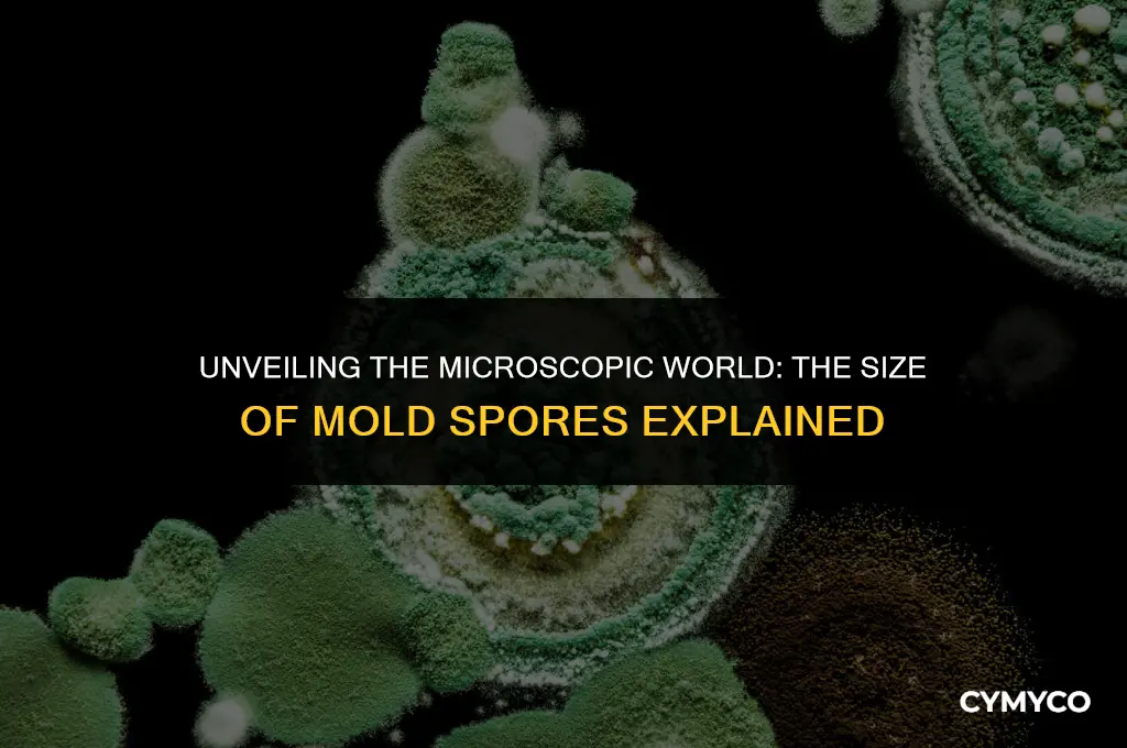 what size are mold spores