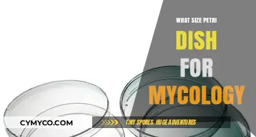 Optimal Petri Dish Sizes for Mycology Experiments and Cultures