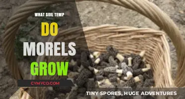 Optimal Soil Temperature for Morel Mushroom Growth: A Comprehensive Guide