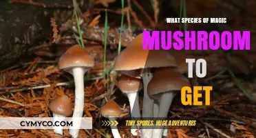 Exploring the Enchanting Realm: A Guide to Magic Mushroom Species