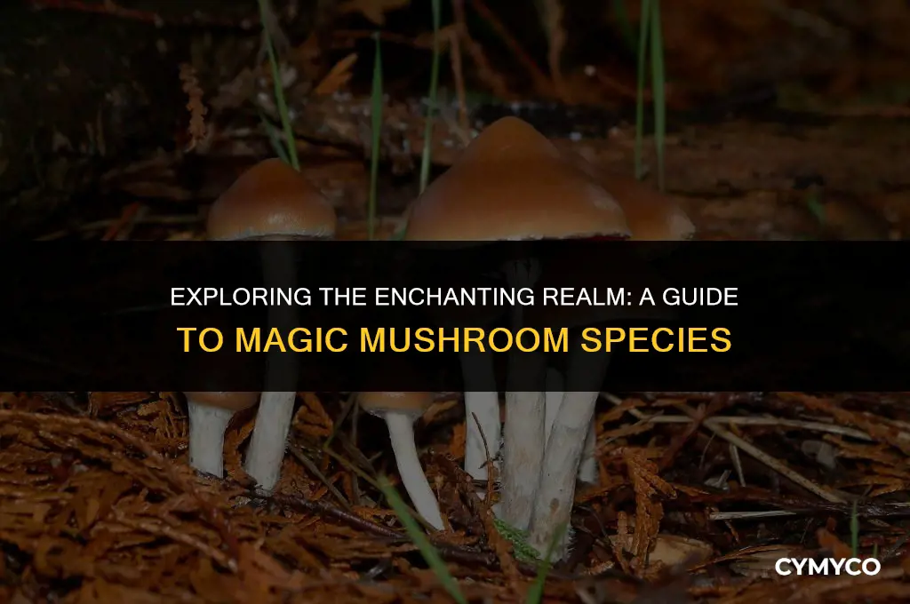 what species of magic mushrooms to get