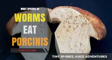 Exploring the Surprising Relationship Between Worms and Porcini Mushrooms