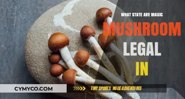Legal Magic Mushrooms: Which U.S. States Permit Psilocybin Use?