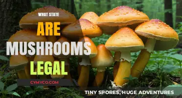 Exploring the Legal Landscape of Mushrooms Across the United States