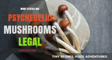 Exploring the Legal Landscape of Psychedelic Mushrooms in the US