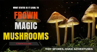 Legal Psilocybin States: Where Magic Mushrooms Are Decriminalized