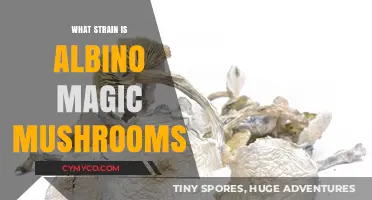 Unveiling the Mystery: Albino Magic Mushroom Strain Explained