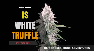 Exploring the Elusive White Truffle: A Culinary Mystery Unveiled
