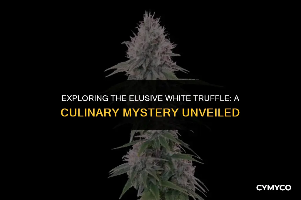 what strain is white truffle