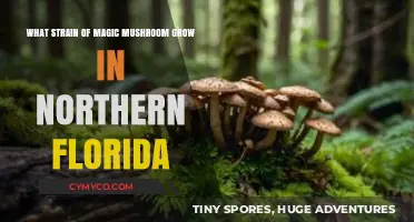 Exploring Northern Florida's Native Magic Mushroom Strains: A Comprehensive Guide