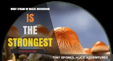 Discovering the Most Potent Magic Mushroom Strain: A Comprehensive Guide