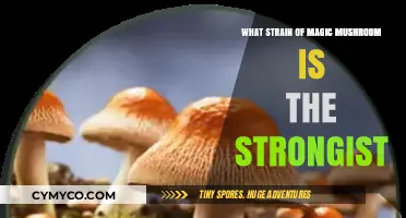 Unveiling the Most Potent Magic Mushroom Strain: A Comprehensive Guide