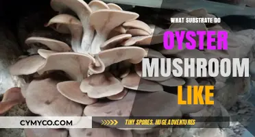 Best Substrates for Growing Oyster Mushrooms: A Comprehensive Guide