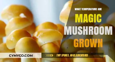 Optimal Temperature Range for Growing Magic Mushrooms at Home