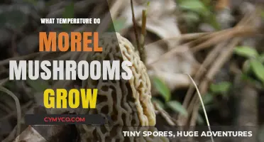 Optimal Growth Conditions for Morel Mushrooms: Temperature Insights