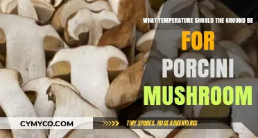 Optimal Ground Temperature for Porcini Mushroom Growth Revealed