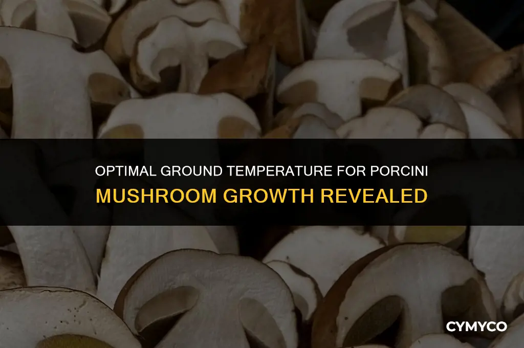 what temperature should the ground be for porcini mushrooms