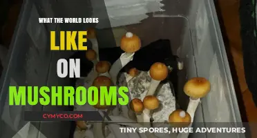 Exploring the Surreal: How Mushrooms Transform Our Perception of Reality