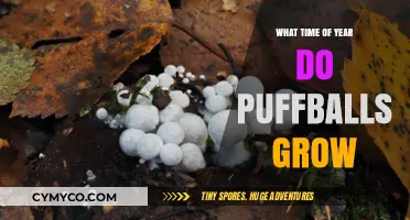 Unveiling the Mystery: When Do Puffballs Grow?