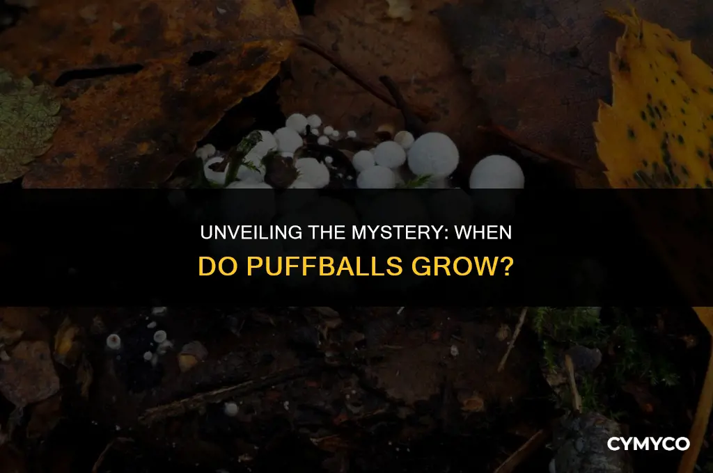 what time of year do puffballs grow