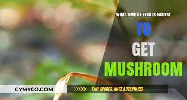 Foraging Mushrooms: The Optimal Seasons for Abundant Harvests