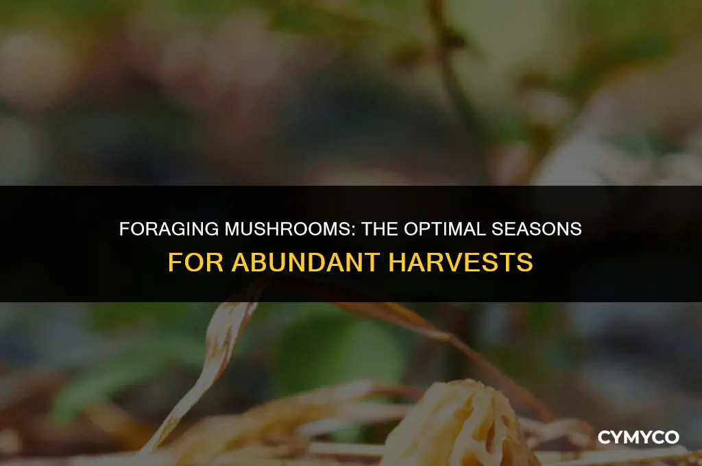 what time of year is easiest to get mushrooms