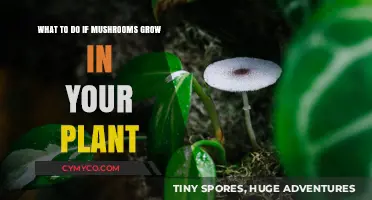 Mushrooms in Your Plant? How to Handle Unexpected Fungal Growth